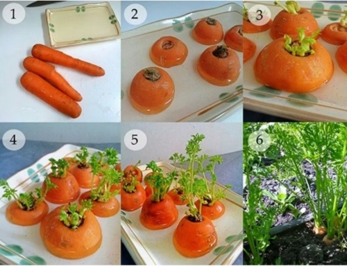 Huerto urbano: germinamos zanahorias